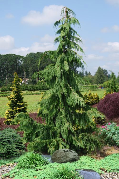 Tall conifer tree in a landscaped garden with rocks, shrubs, and a blue sky background