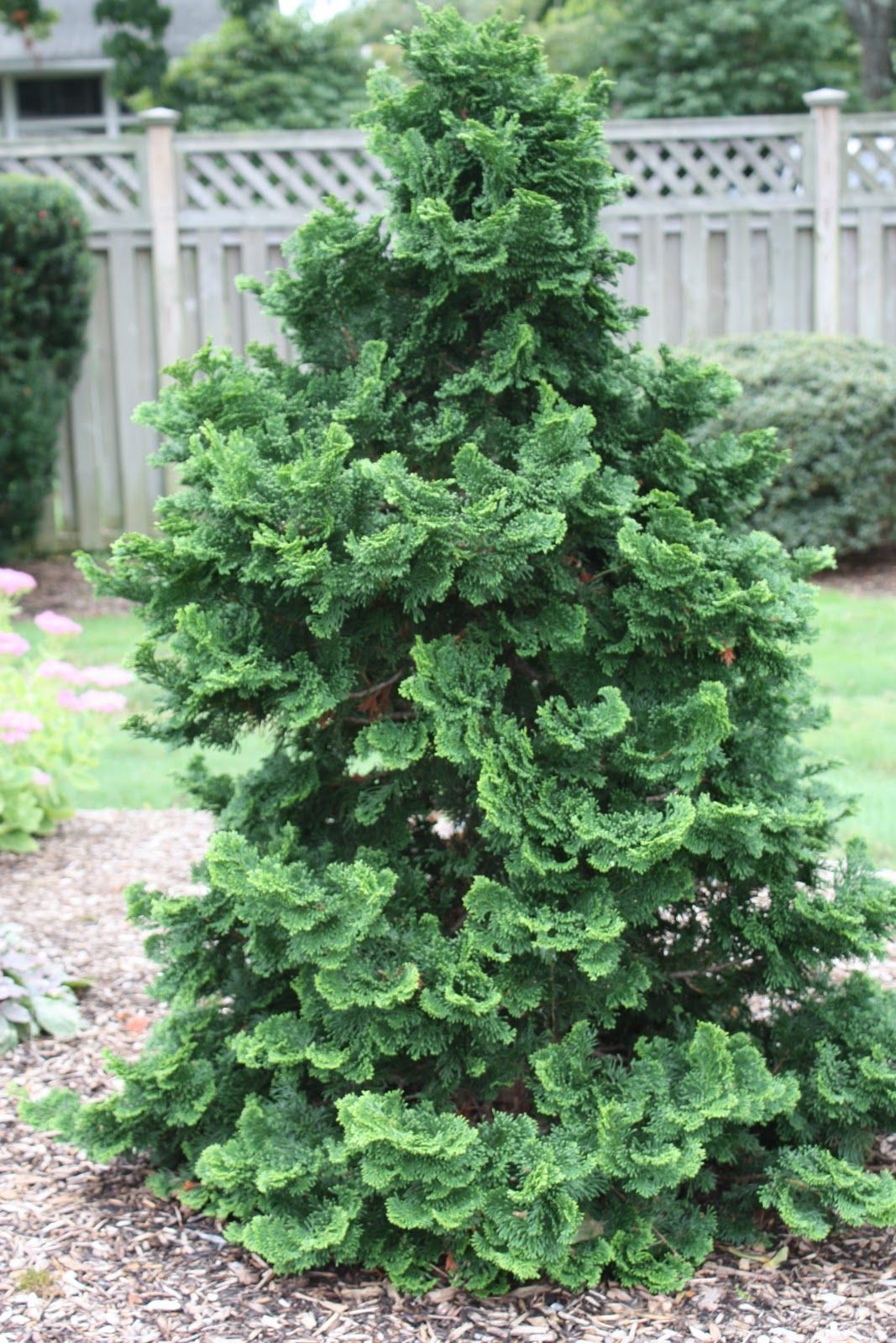 Dense green evergreen shrub in a garden, with a wooden fence and gravel path in the background