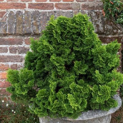 Bright green shrub in a stone planter against a brick wall