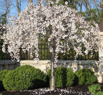 Flowering cherry tree with white blossoms in a garden, beside green shrubs and a fence