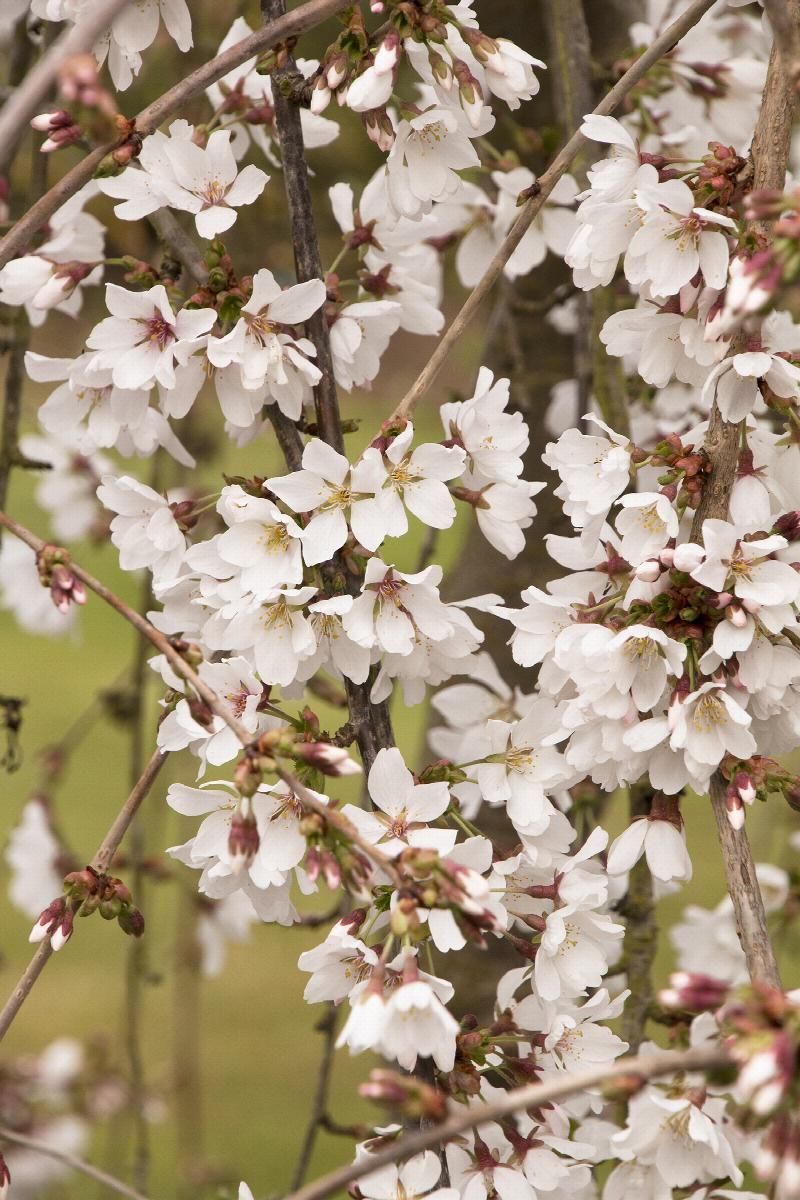 Cluster of white cherry blossoms on slender branches against a soft green background