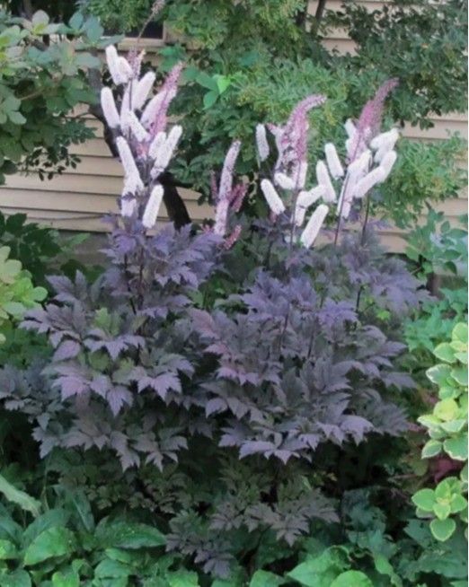 Purple-leaved shrub with pale pink flower spikes in a garden bed
