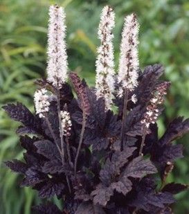 Dark purple foliage plant with tall white flower spikes in a garden setting