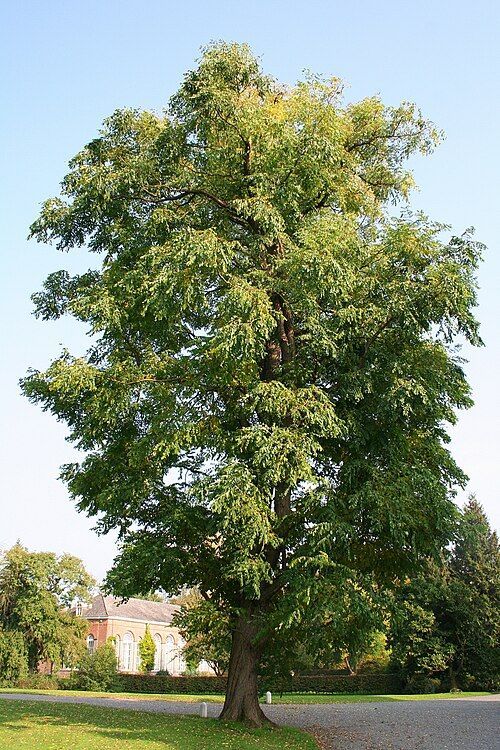 Large leafy green tree in a park with a bright sky and a building in the background