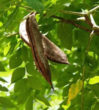 Brown butterfly resting on green leaves in sunlight