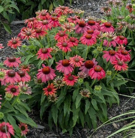 Cluster of pink coneflowers blooming in a garden bed with green foliage