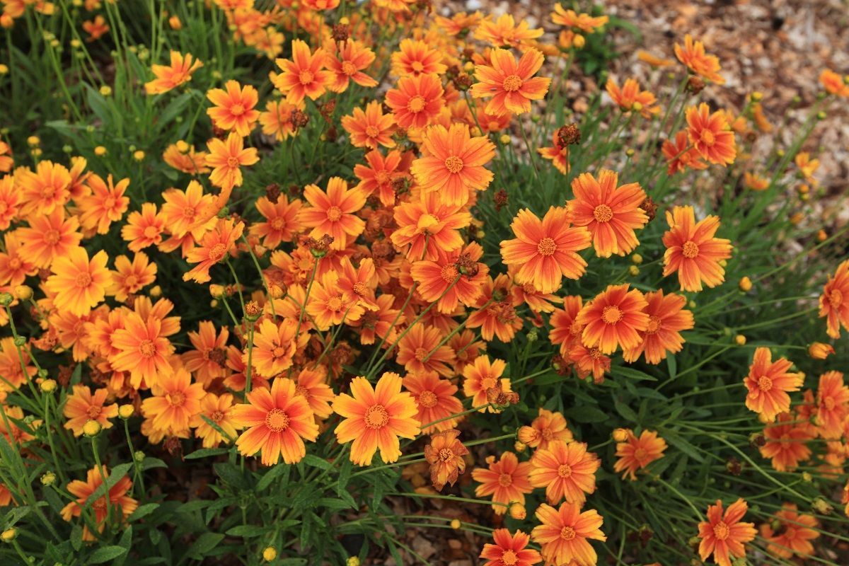 Cluster of orange and yellow daisy-like flowers blooming in a garden