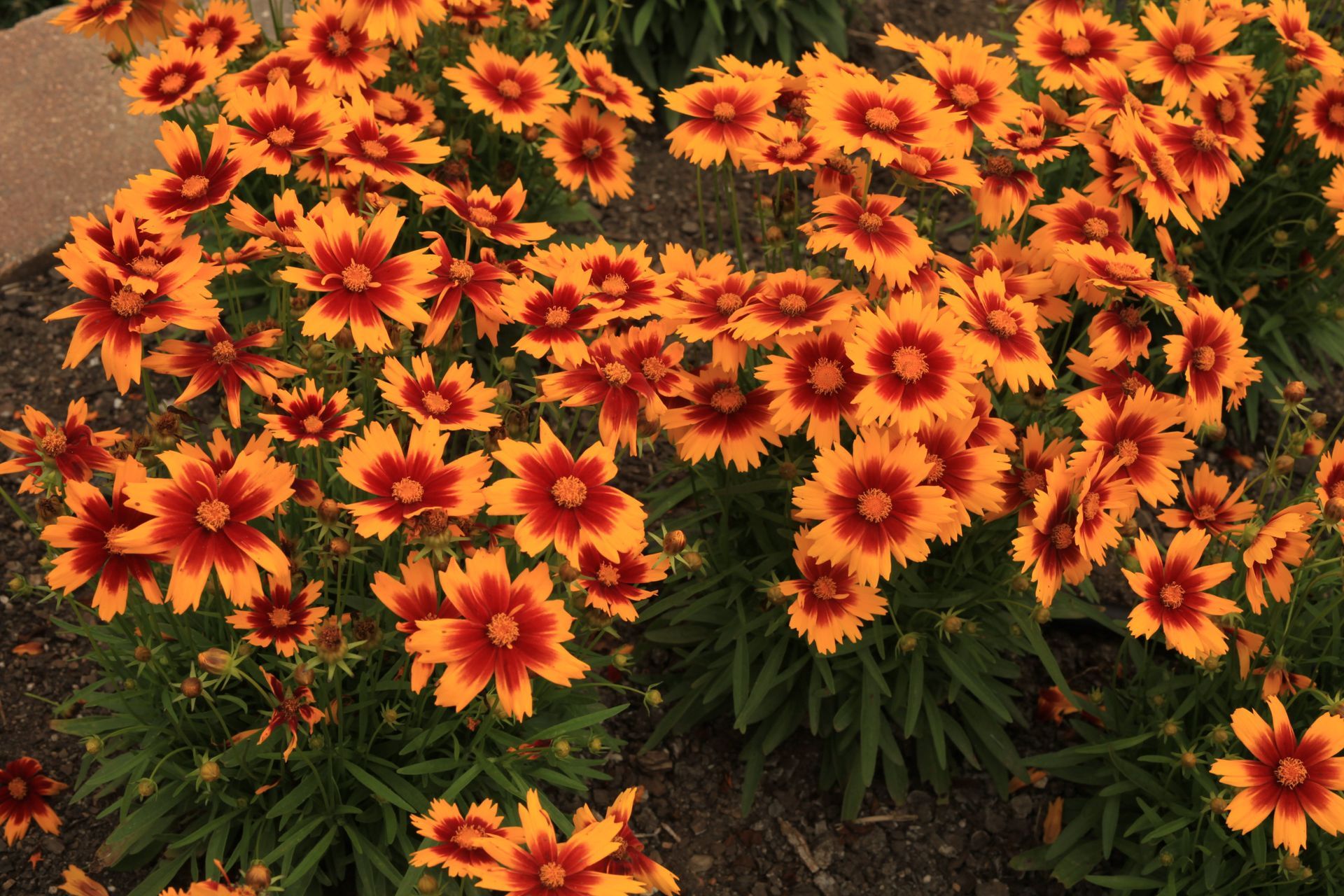Cluster of orange and yellow daisy-like flowers with dark centers and green foliage