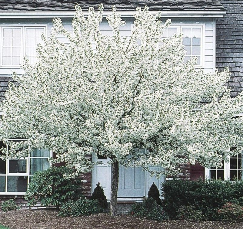 Large white-flowering tree in front of a house with a blue door and windows