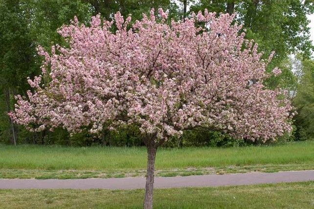 Pink flowering tree in a park with green grass and a paved path behind it