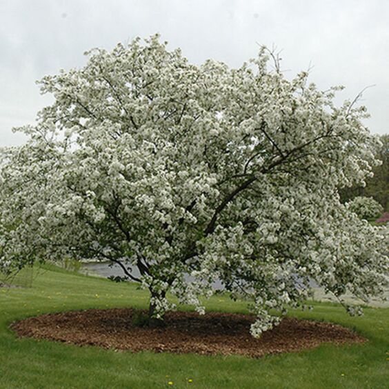 White-flowering tree in a grassy park, surrounded by mulch under an overcast sky
