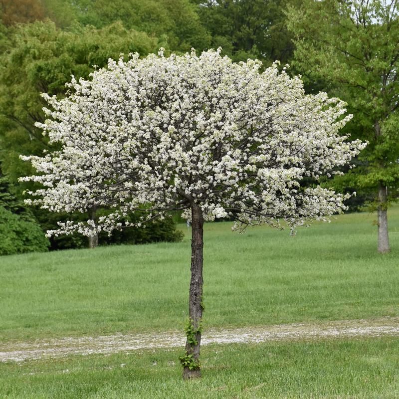 Small flowering tree with white blossoms standing in a green grassy field.