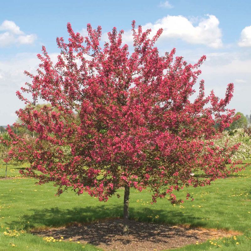 Pink flowering tree in a green lawn under a blue sky