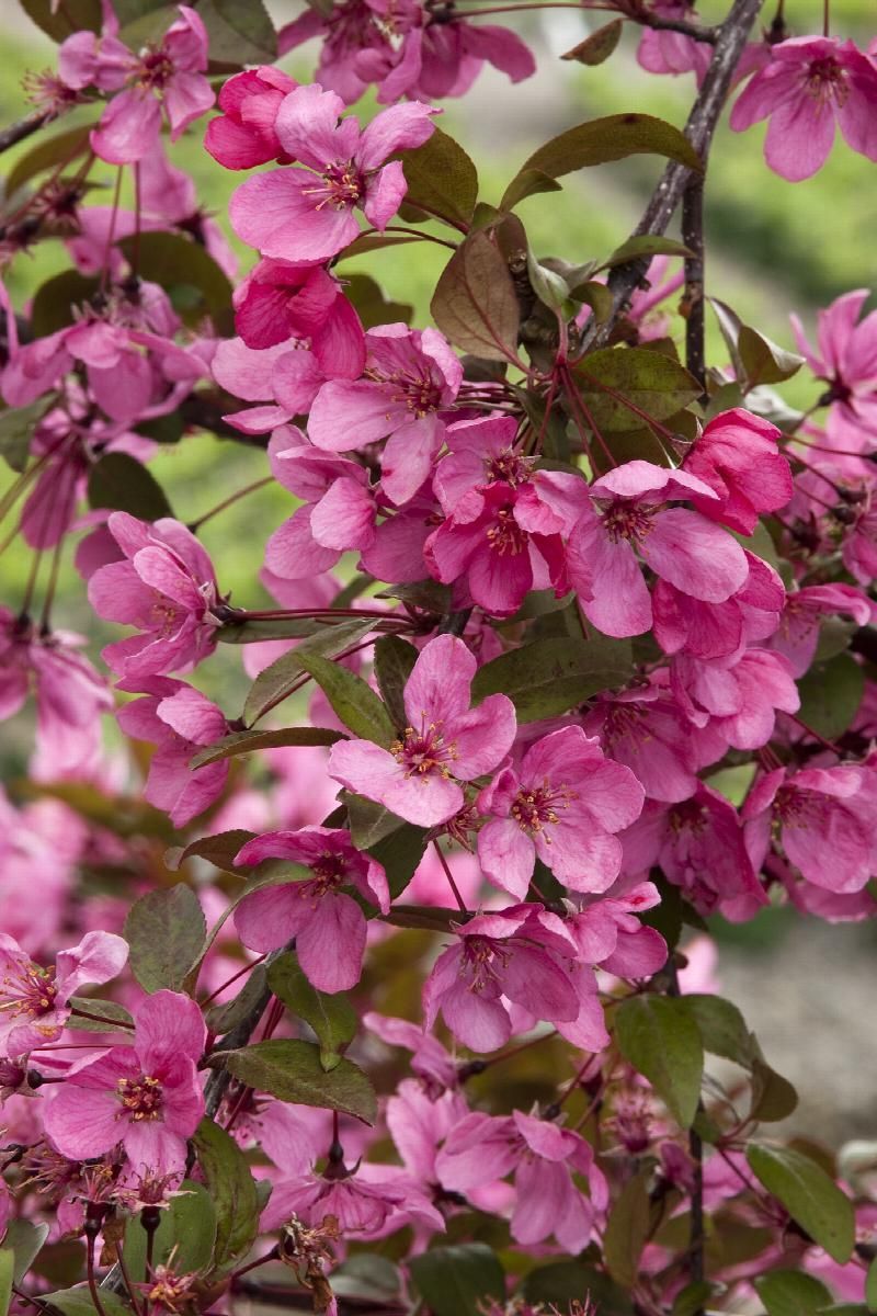 Cluster of vibrant pink blossoms on a leafy branch against a soft green background
