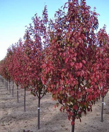 Rows of young red-leafed trees growing in a nursery field