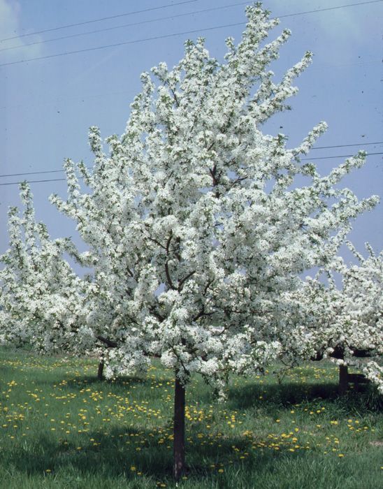 Blossoming white tree in a green orchard under a blue sky