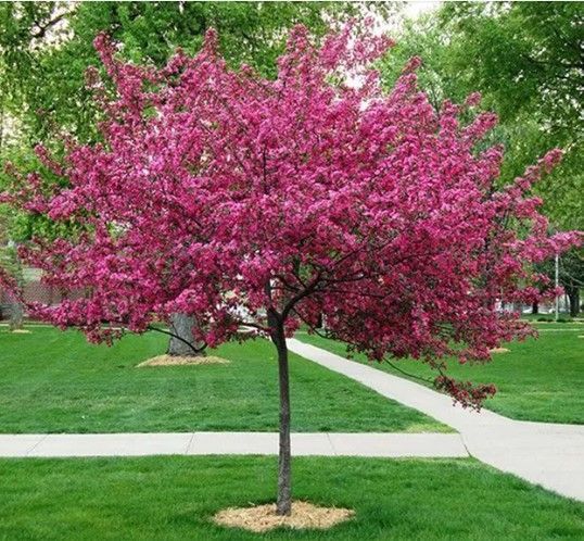 Pink flowering tree on a grassy lawn beside a sidewalk in a park