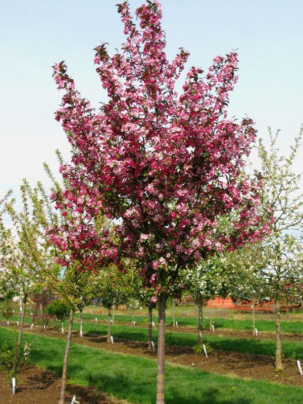 Pink flowering tree in a nursery orchard with rows of young trees