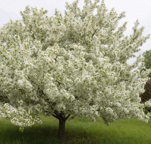 White-blossomed tree in a grassy field under a soft sky
