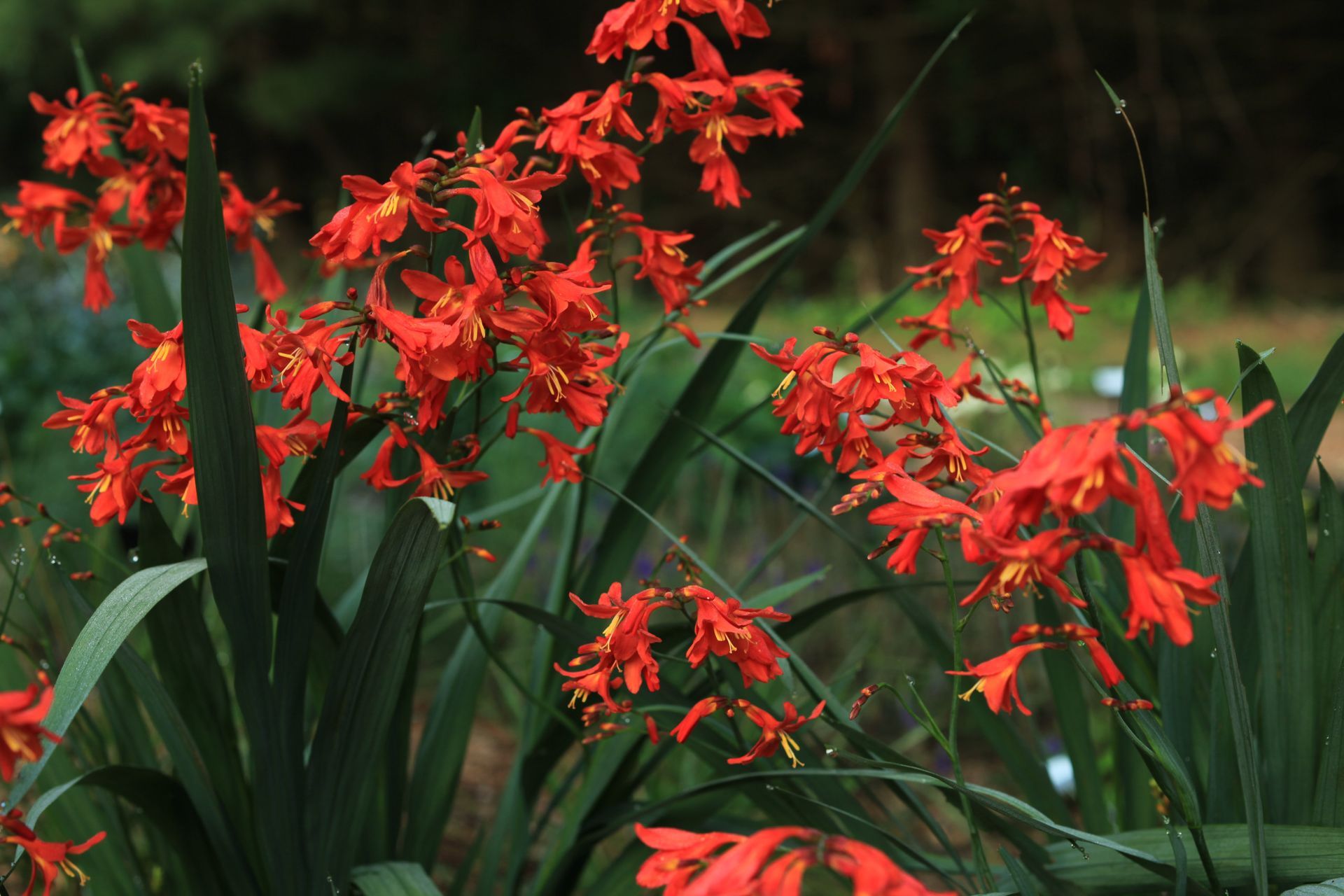 Bright red flowers blooming among long green leaves in a garden setting