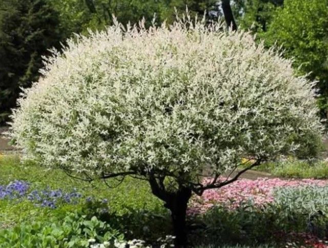 Flowering white tree in a garden with pink and blue flowers underneath
