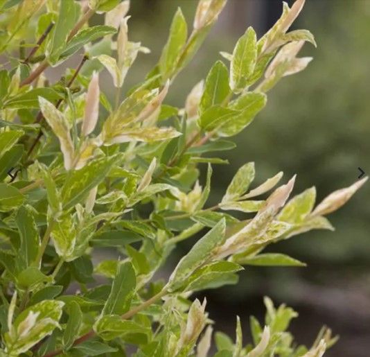 Close-up of green leaves and pale new growth on a plant against a blurred background