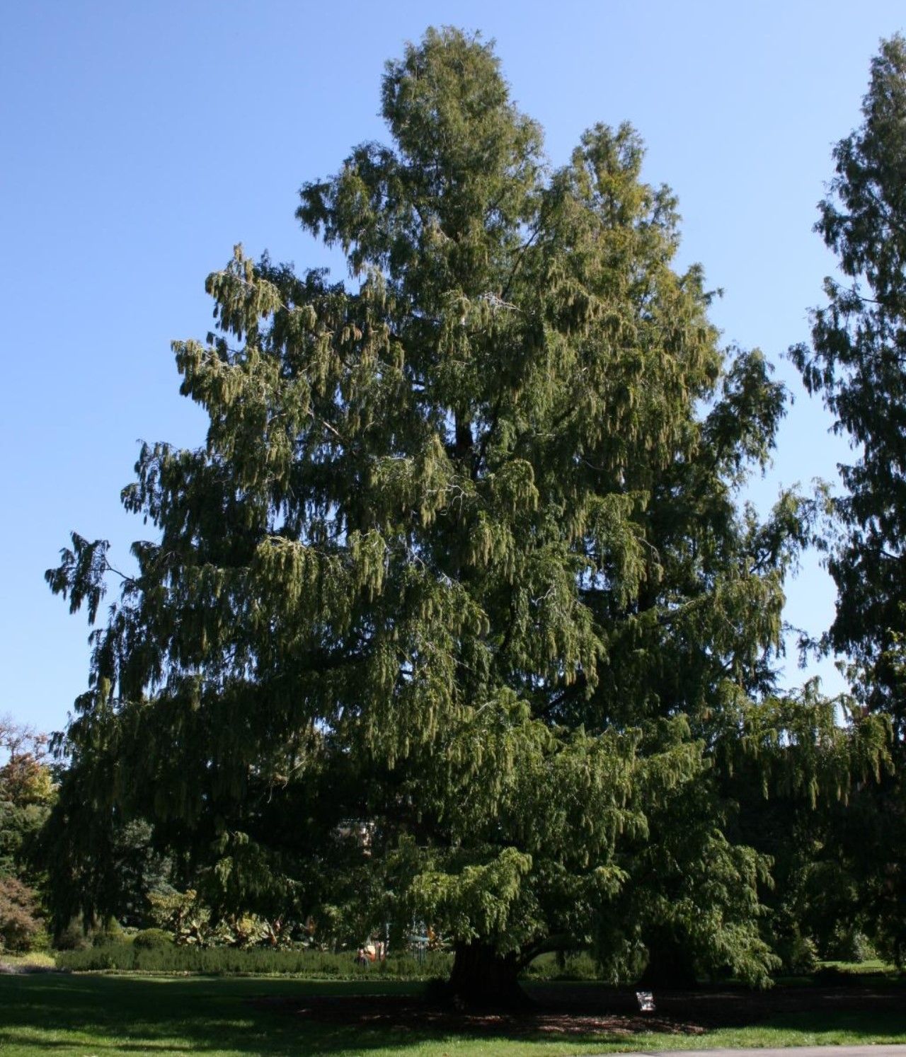 Large leafy green tree in a sunny park with a clear blue sky