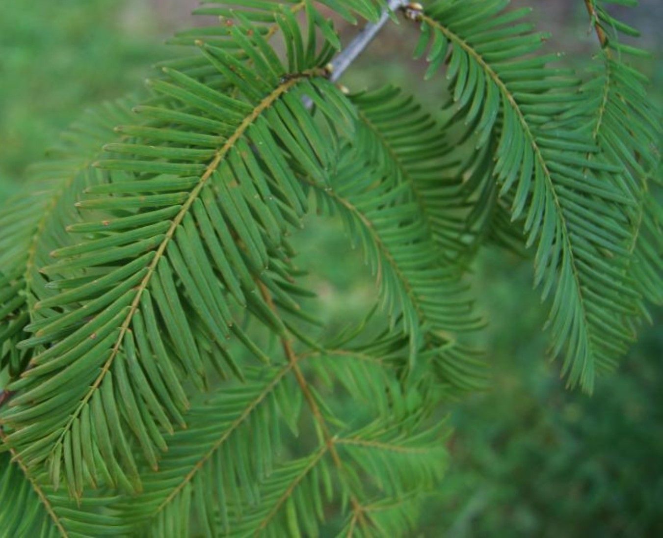 Close-up of green fern-like leaves against a soft blurred background