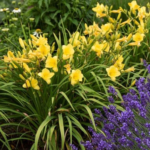 Yellow daylilies and purple flowers blooming in a lush garden bed