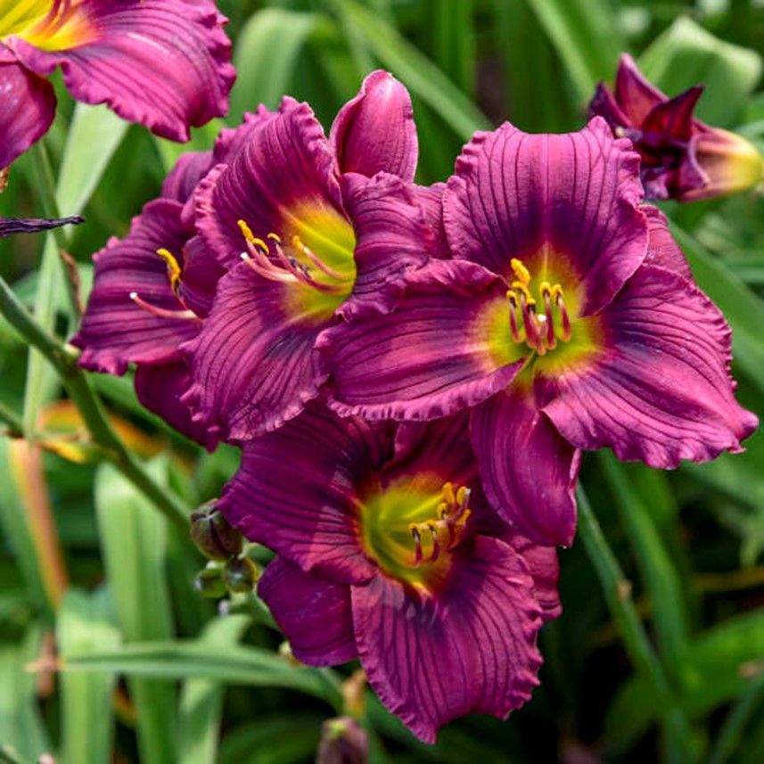 Cluster of vibrant purple daylilies with yellow centers against green foliage