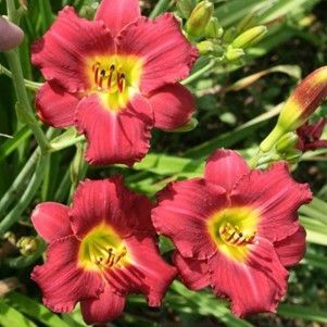 Three pink daylilies with yellow centers against green foliage
