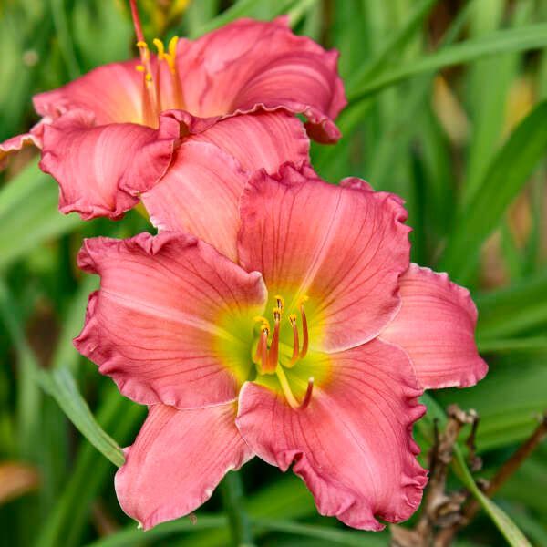 Pink daylilies blooming among green leaves