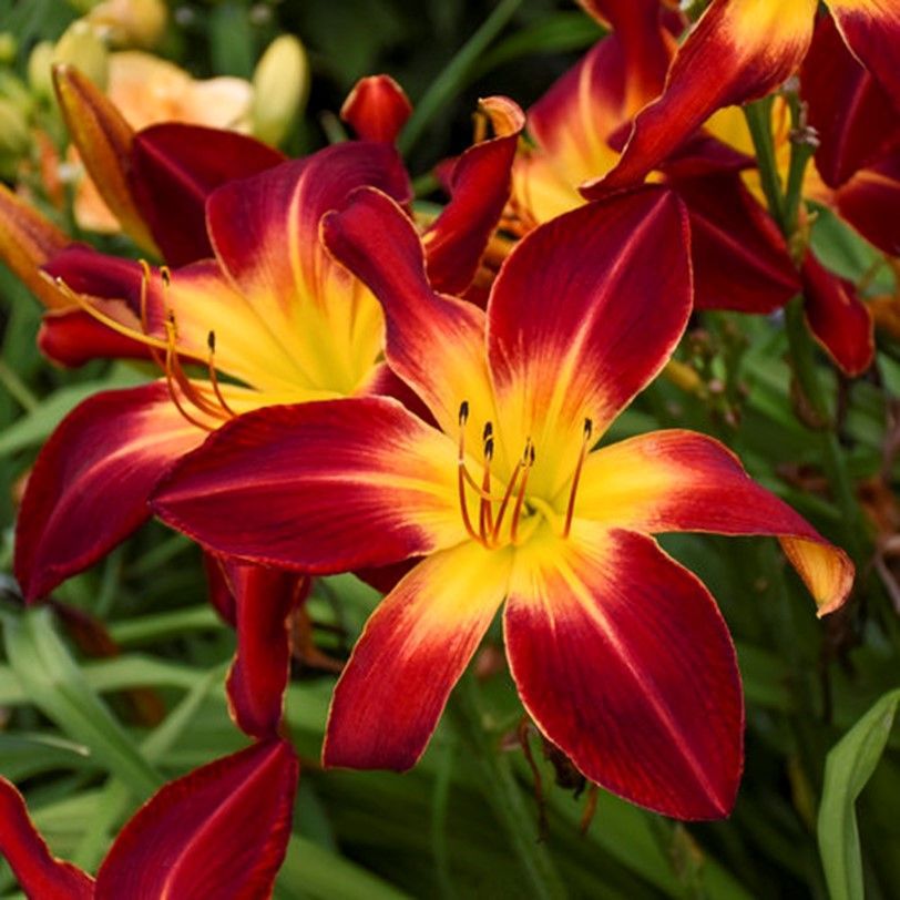 Red and yellow lilies blooming among green leaves.
