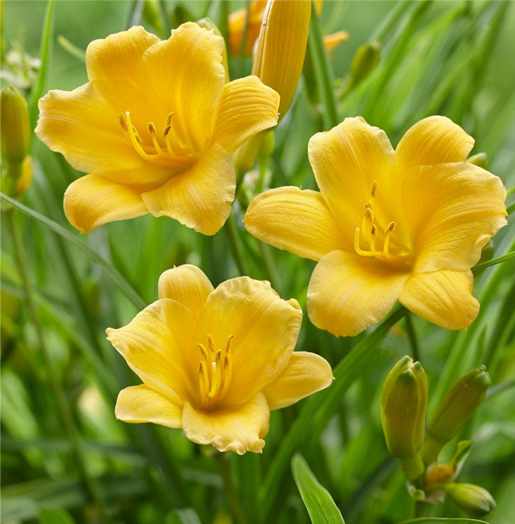 Yellow daylily flowers blooming among green leaves