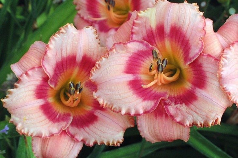 Pink and white daylilies blooming against green foliage