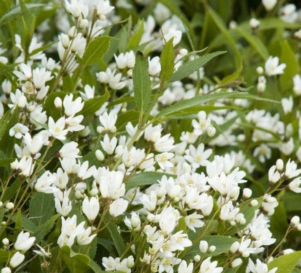 White wildflowers among green grass and leaves