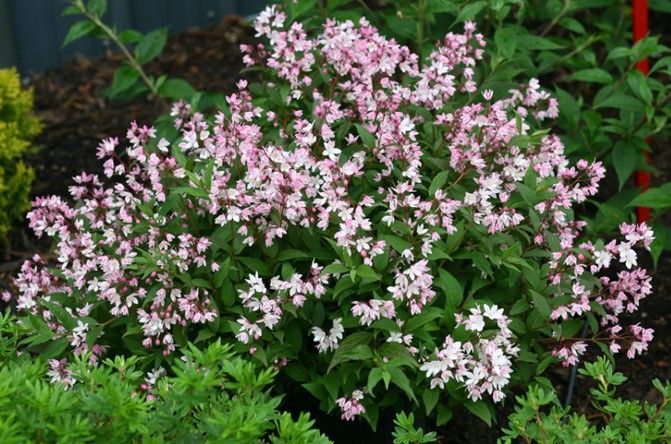 Pink and white flowers blooming in a lush green garden bed