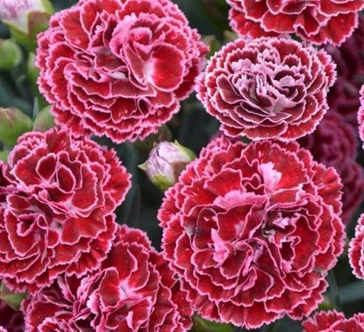 Cluster of pink and red ruffled carnations in bloom against green foliage