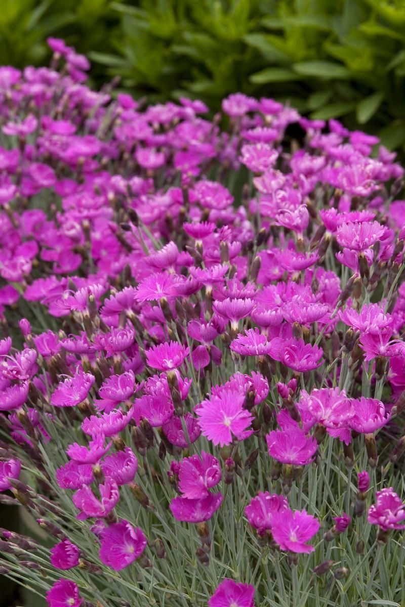 Cluster of bright pink flowers blooming in a garden, with green foliage behind them