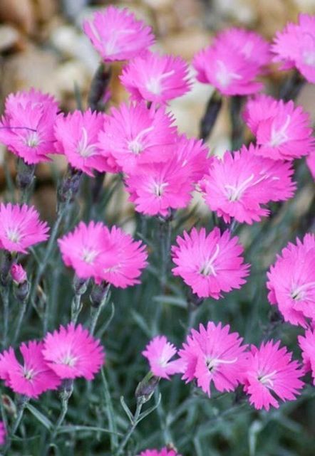 Bright pink flowers with fringed petals blooming in a garden