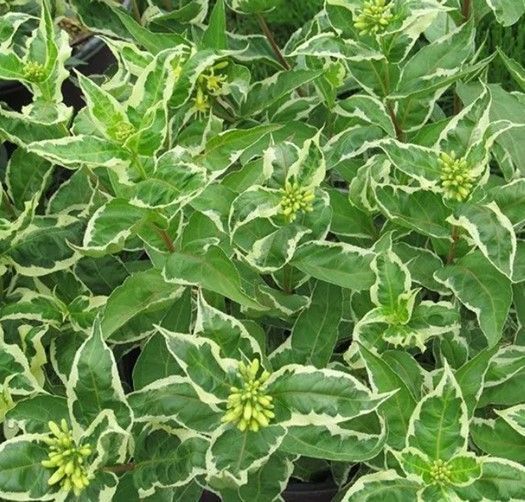 Variegated green leaves with white edges and small yellow flower buds in a dense groundcover.