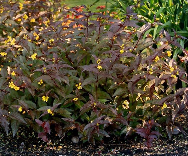 Dense shrub with dark purple and green leaves in a garden bed, dotted with small yellow flowers