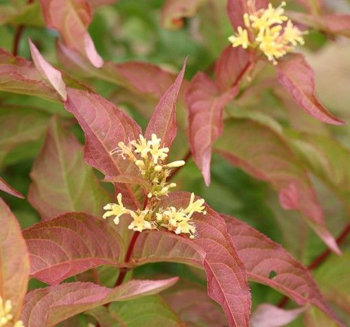Pink and green leaves with small yellow flowers on a plant