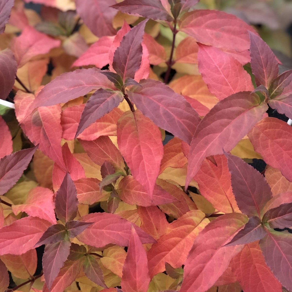 Cluster of pink, red, and green autumn leaves filling the frame