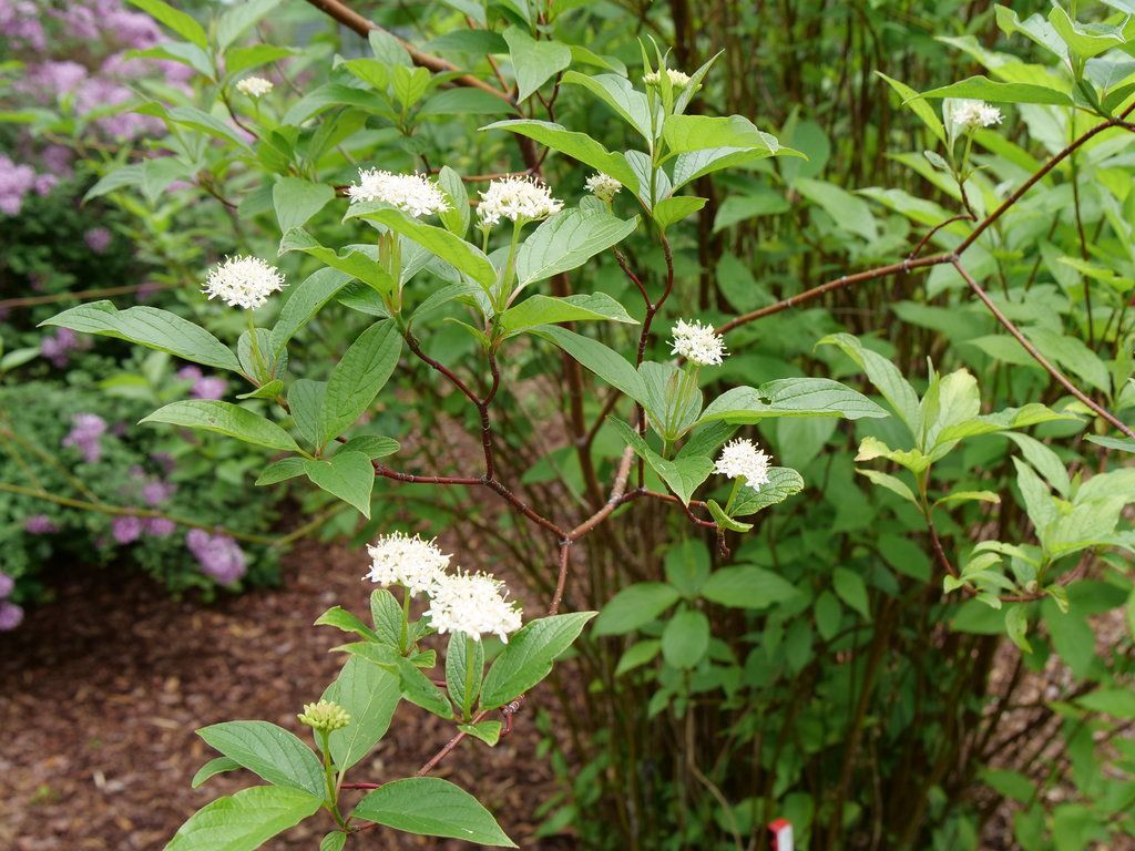 White wildflowers on a leafy green shrub in a garden with purple blooms in the background