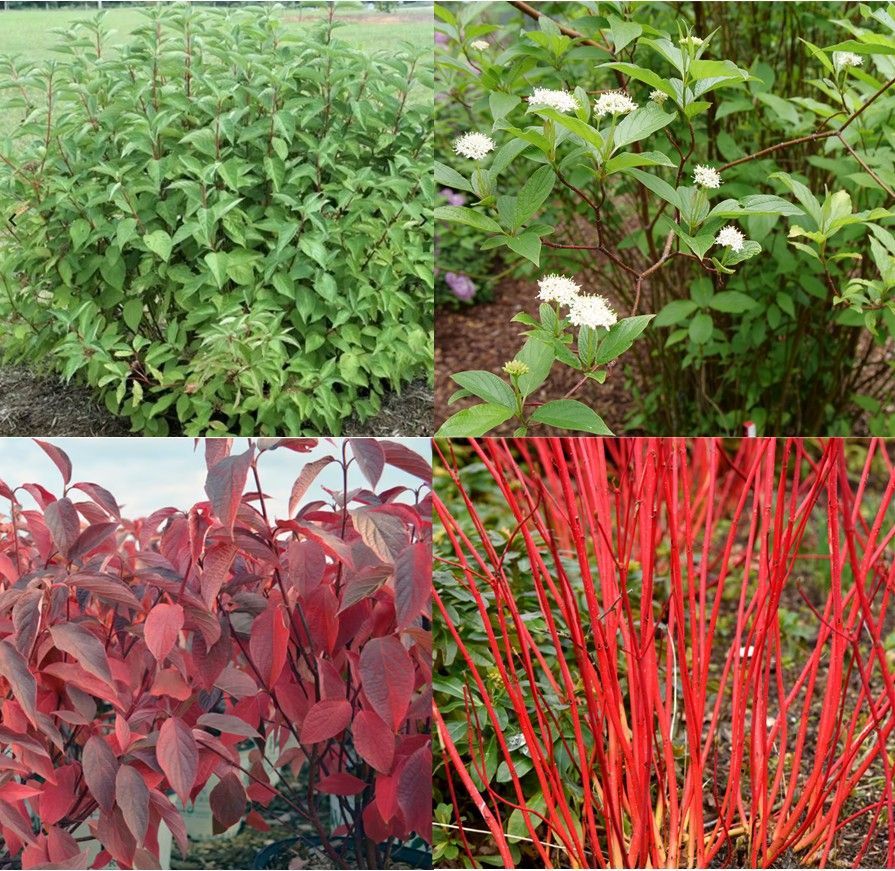 Four garden plant photos showing green, red, and bright red leafy shrubs in a collage