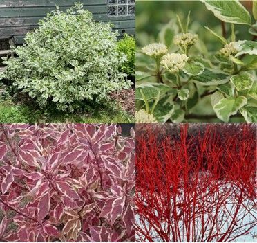 Four ornamental shrubs: variegated green-white, green-gold, pink-white, and bright red stems.