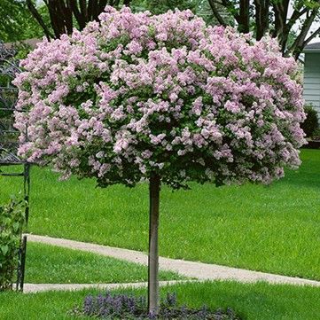 Pink flowering ornamental tree in a green park with a paved path in the background