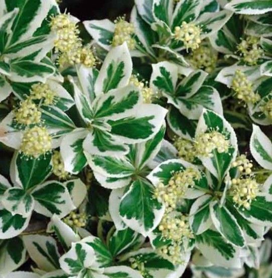 Variegated green-and-white leaves with clusters of small pale yellow flowers
