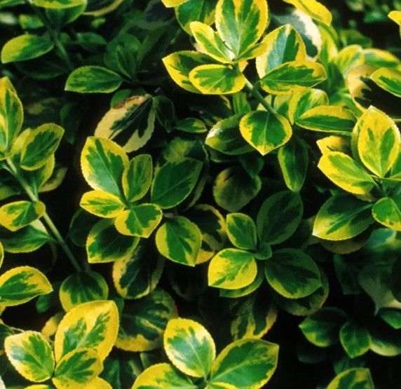 Green and yellow variegated shrub leaves filling the frame